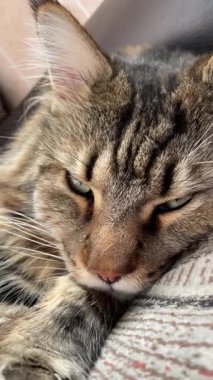 Büyük kedi Mainecoon, Maine Rakunu, kediler, evcil hayvan, hayvan, arkadaş, uyku, kral