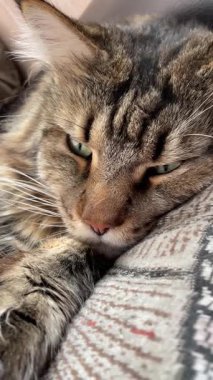 Büyük kedi Mainecoon, Maine Rakunu, kediler, evcil hayvan, hayvan, arkadaş, uyku, kral