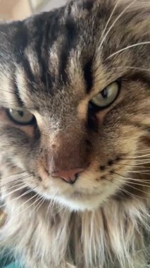 Büyük kedi, kediler, kral, evcil hayvan, Maine rakunu