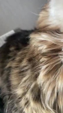 Büyük kedi, kediler, kral, evcil hayvan, Maine rakunu