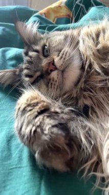 Cat Mainecoon, büyük kediler, evcil hayvan, Maine rakunu, kral, dinlenme, uyku, yatak odası, yatak odası, hayvan, miyav 