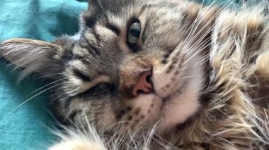 Cat Mainecoon, büyük kediler, evcil hayvan, Maine rakunu, kral, dinlenme, uyku, yatak odası, yatak odası, hayvan, miyav 