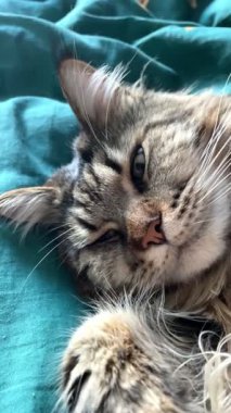 Cat Mainecoon, büyük kediler, evcil hayvan, Maine rakunu, kral, dinlenme, uyku, yatak odası, yatak odası, hayvan, miyav 