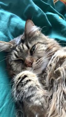 Cat Mainecoon, büyük kediler, evcil hayvan, Maine rakunu, kral, dinlenme, uyku, yatak odası, yatak odası, hayvan, miyav 