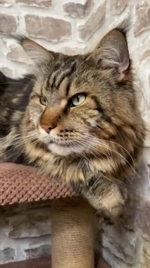 Maine Rakun Kedisi, Büyük Kediler Mainecoon, Mainecoon, Evcil Hayvan, Kral, Yumuşak, Pençe, Kulak, Arkadaşlar, Ev, Dinlenme, Ukrayna, Ukrayna 