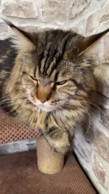 Maine Rakun Kedisi, Büyük Kediler Mainecoon, Mainecoon, Evcil Hayvan, Kral, Yumuşak, Pençe, Kulak, Arkadaşlar, Ev, Dinlenme, Ukrayna, Ukrayna 