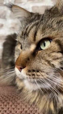 Maine Rakun Kedisi, Büyük Kediler Mainecoon, Mainecoon, Evcil Hayvan, Kral, Yumuşak, Pençe, Kulak, Arkadaşlar, Ev, Dinlenme, Ukrayna, Ukrayna 