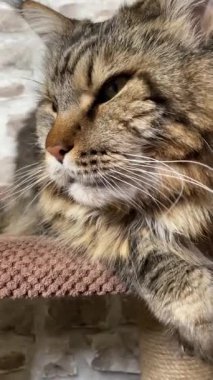 Maine Rakun Kedisi, Büyük Kediler Mainecoon, Mainecoon, Evcil Hayvan, Kral, Yumuşak, Pençe, Kulak, Arkadaşlar, Ev, Dinlenme, Ukrayna, Ukrayna 