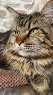 Maine Rakun Kedisi, Büyük Kediler Mainecoon, Mainecoon, Evcil Hayvan, Kral, Yumuşak, Pençe, Kulak, Arkadaşlar, Ev, Dinlenme, Ukrayna, Ukrayna 