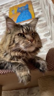 Maine Rakun Kedisi, Büyük Kediler Mainecoon, Mainecoon, Evcil Hayvan, Kral, Yumuşak, Pençe, Kulak, Arkadaşlar, Ev, Dinlenme, Ukrayna, Ukrayna 