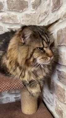 Maine Rakun Kedisi, Büyük Kediler Mainecoon, Mainecoon, Evcil Hayvan, Kral, Yumuşak, Pençe, Kulak, Arkadaşlar, Ev, Dinlenme, Ukrayna, Ukrayna 