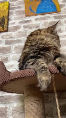 Maine Rakun Kedisi, Büyük Kediler Mainecoon, Mainecoon, Evcil Hayvan, Kral, Yumuşak, Pençe, Kulak, Arkadaşlar, Ev, Dinlenme, Ukrayna, Ukrayna 