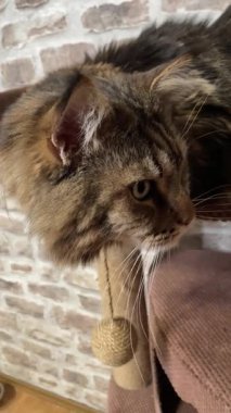 Maine Rakun Kedisi, Büyük Kediler Mainecoon, Mainecoon, Evcil Hayvan, Kral, Yumuşak, Pençe, Kulak, Arkadaşlar, Ev, Dinlenme, Ukrayna, Ukrayna 