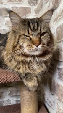 Maine Rakun Kedisi, Büyük Kediler Mainecoon, Mainecoon, Evcil Hayvan, Kral, Yumuşak, Pençe, Kulak, Arkadaşlar, Ev, Dinlenme, Ukrayna, Ukrayna 