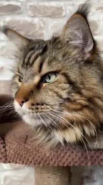 Maine Rakun Kedisi, Büyük Kediler Mainecoon, Mainecoon, Evcil Hayvan, Kral, Yumuşak, Pençe, Kulak, Arkadaşlar, Ev, Dinlenme, Ukrayna, Ukrayna 