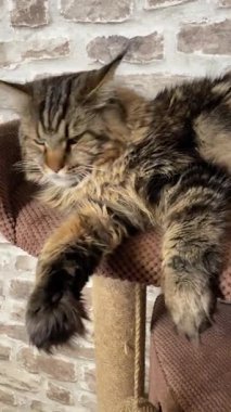 Maine Rakun Kedisi, Büyük Kediler Mainecoon, Mainecoon, Evcil Hayvan, Kral, Yumuşak, Pençe, Kulak, Arkadaşlar, Ev, Dinlenme, Ukrayna, Ukrayna 