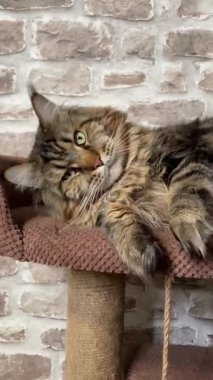 Maine Rakun Kedisi, Büyük Kediler Mainecoon, Mainecoon, Evcil Hayvan, Kral, Yumuşak, Pençe, Kulak, Arkadaşlar, Ev, Dinlenme, Ukrayna, Ukrayna 