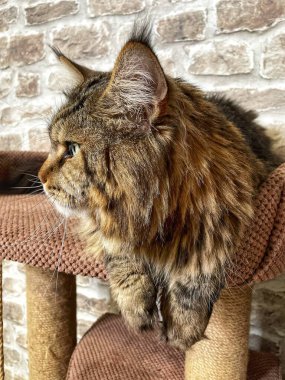 Mainecoon kedisi, büyük rakun, evcil hayvan, tüylü, arkadaş, aşk, ev, patiler, miyav, hayvanlar, Ukrayna, Ukrayna 