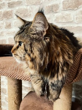 Mainecoon kedisi, büyük rakun, evcil hayvan, tüylü, arkadaş, aşk, ev, patiler, miyav, hayvanlar, Ukrayna, Ukrayna 