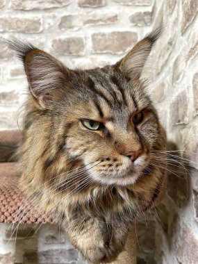 Mainecoon kedisi, büyük rakun, evcil hayvan, tüylü, arkadaş, aşk, ev, patiler, miyav, hayvanlar, Ukrayna, Ukrayna 