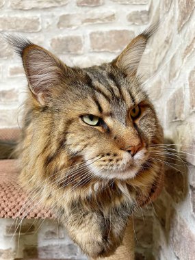 Mainecoon kedisi, büyük rakun, evcil hayvan, tüylü, arkadaş, aşk, ev, patiler, miyav, hayvanlar, Ukrayna, Ukrayna 