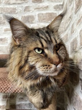 Mainecoon kedisi, büyük rakun, evcil hayvan, tüylü, arkadaş, aşk, ev, patiler, miyav, hayvanlar, Ukrayna, Ukrayna 