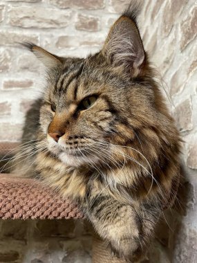 Mainecoon kedisi, büyük rakun, evcil hayvan, tüylü, arkadaş, aşk, ev, patiler, miyav, hayvanlar, Ukrayna, Ukrayna 