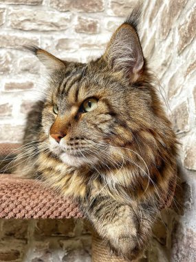 Mainecoon kedisi, büyük rakun, evcil hayvan, tüylü, arkadaş, aşk, ev, patiler, miyav, hayvanlar, Ukrayna, Ukrayna 