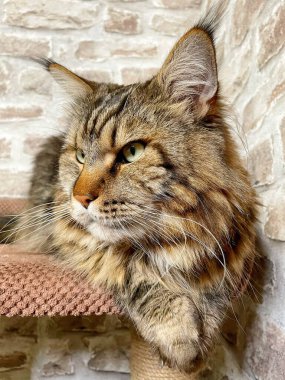 Mainecoon kedisi, büyük rakun, evcil hayvan, tüylü, arkadaş, aşk, ev, patiler, miyav, hayvanlar, Ukrayna, Ukrayna 