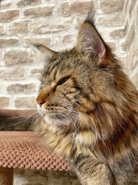 Mainecoon kedisi, büyük rakun, evcil hayvan, tüylü, arkadaş, aşk, ev, patiler, miyav, hayvanlar, Ukrayna, Ukrayna 