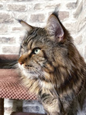 Mainecoon kedisi, büyük rakun, evcil hayvan, tüylü, arkadaş, aşk, ev, patiler, miyav, hayvanlar, Ukrayna, Ukrayna 