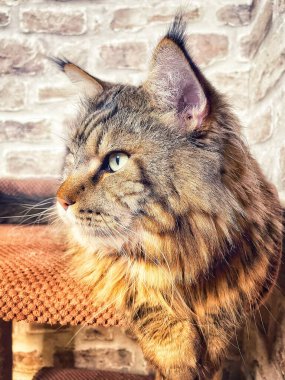 Mainecoon kedisi, büyük rakun, evcil hayvan, tüylü, arkadaş, aşk, ev, patiler, miyav, hayvanlar, Ukrayna, Ukrayna 