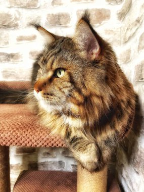 Mainecoon kedisi, büyük rakun, evcil hayvan, tüylü, arkadaş, aşk, ev, patiler, miyav, hayvanlar, Ukrayna, Ukrayna 