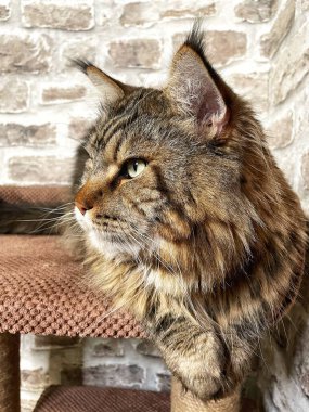 Mainecoon kedisi, büyük rakun, evcil hayvan, tüylü, arkadaş, aşk, ev, patiler, miyav, hayvanlar, Ukrayna, Ukrayna 