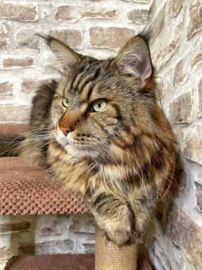 Mainecoon kedisi, büyük rakun, evcil hayvan, tüylü, arkadaş, aşk, ev, patiler, miyav, hayvanlar, Ukrayna, Ukrayna 