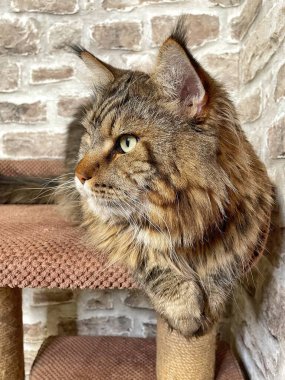 Mainecoon kedisi, büyük rakun, evcil hayvan, tüylü, arkadaş, aşk, ev, patiler, miyav, hayvanlar, Ukrayna, Ukrayna 