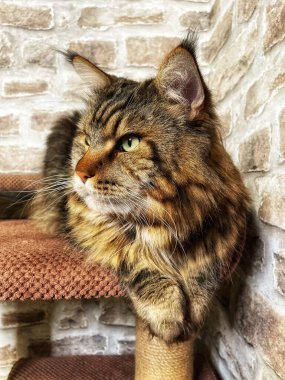 Mainecoon kedisi, büyük rakun, evcil hayvan, tüylü, arkadaş, aşk, ev, patiler, miyav, hayvanlar, Ukrayna, Ukrayna 