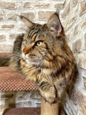 Mainecoon kedisi, büyük rakun, evcil hayvan, tüylü, arkadaş, aşk, ev, patiler, miyav, hayvanlar, Ukrayna, Ukrayna 