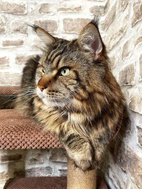 Mainecoon kedisi, büyük rakun, evcil hayvan, tüylü, arkadaş, aşk, ev, patiler, miyav, hayvanlar, Ukrayna, Ukrayna 