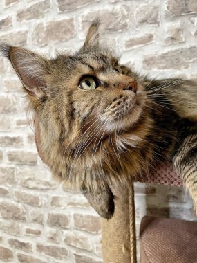 Mainecoon kedisi, büyük rakun, evcil hayvan, tüylü, arkadaş, aşk, ev, patiler, miyav, hayvanlar, Ukrayna, Ukrayna 