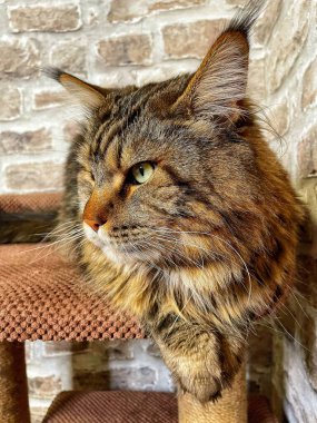 Mainecoon kedisi, büyük rakun, evcil hayvan, tüylü, arkadaş, aşk, ev, patiler, miyav, hayvanlar, Ukrayna, Ukrayna 