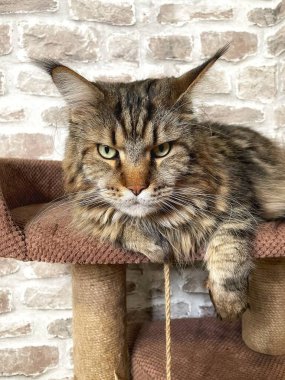 Mainecoon kedisi, büyük rakun, evcil hayvan, tüylü, arkadaş, aşk, ev, patiler, miyav, hayvanlar, Ukrayna, Ukrayna 