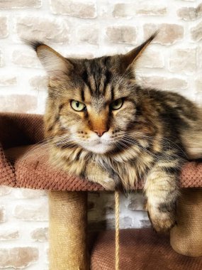 Mainecoon kedisi, büyük rakun, evcil hayvan, tüylü, arkadaş, aşk, ev, patiler, miyav, hayvanlar, Ukrayna, Ukrayna 