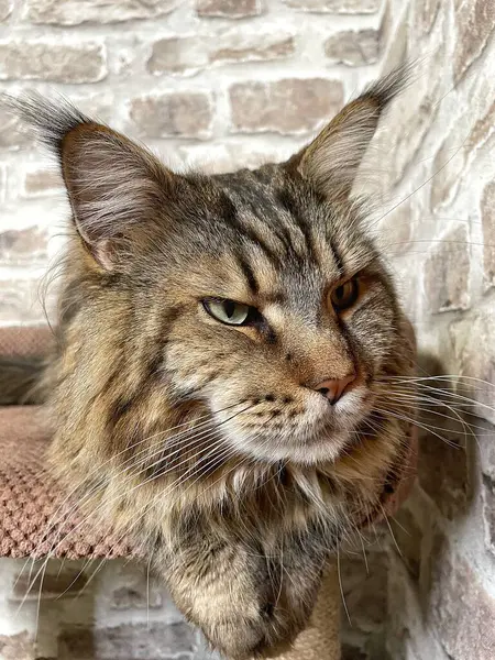 Mainecoon kedisi, büyük rakun, evcil hayvan, tüylü, arkadaş, aşk, ev, patiler, miyav, hayvanlar, Ukrayna, Ukrayna 