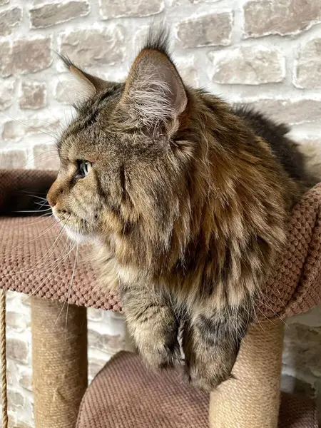 Mainecoon kedisi, büyük rakun, evcil hayvan, tüylü, arkadaş, aşk, ev, patiler, miyav, hayvanlar, Ukrayna, Ukrayna 