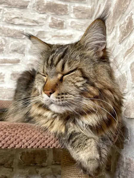 Mainecoon kedisi, büyük rakun, evcil hayvan, tüylü, arkadaş, aşk, ev, patiler, miyav, hayvanlar, Ukrayna, Ukrayna 