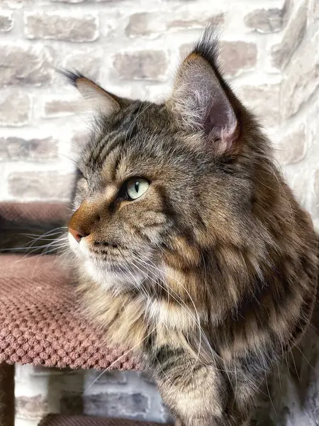 Mainecoon kedisi, büyük rakun, evcil hayvan, tüylü, arkadaş, aşk, ev, patiler, miyav, hayvanlar, Ukrayna, Ukrayna 