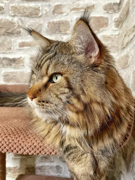 Mainecoon kedisi, büyük rakun, evcil hayvan, tüylü, arkadaş, aşk, ev, patiler, miyav, hayvanlar, Ukrayna, Ukrayna 