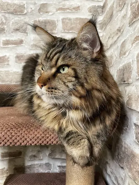 Mainecoon kedisi, büyük rakun, evcil hayvan, tüylü, arkadaş, aşk, ev, patiler, miyav, hayvanlar, Ukrayna, Ukrayna 