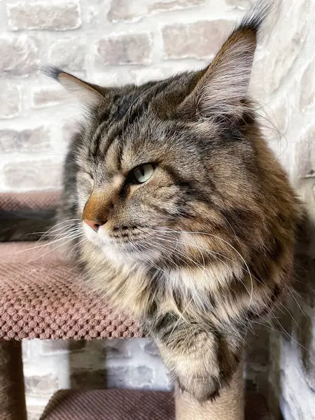Mainecoon kedisi, büyük rakun, evcil hayvan, tüylü, arkadaş, aşk, ev, patiler, miyav, hayvanlar, Ukrayna, Ukrayna 